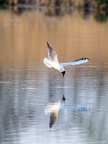 Seeschwalbe