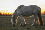 Pferd