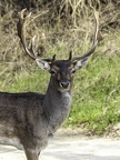 Hirsch
