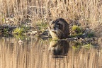 Nutria