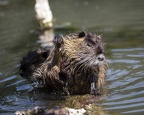 Nutria